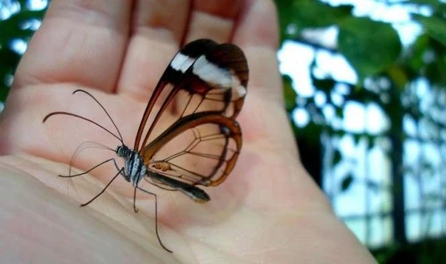 Le farfalle di vetro ali trasparenti per ingannare i predatori