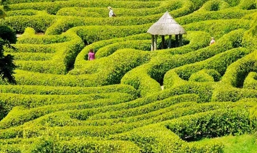 Labirinti verdi la natura come rompicapo misterioso e affascinante