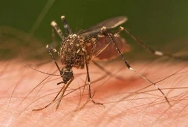 Zanzare trucchi pratici e rimedi naturali per combatterle