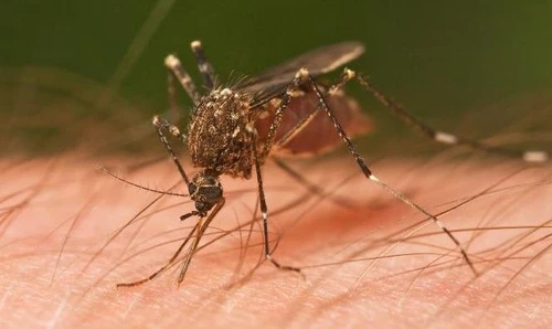 Zanzare trucchi pratici e rimedi naturali per combatterle