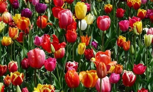Narcisi ranuncoli tulipani i bulbi da piantare in autunno