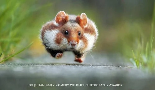 I buffi animali del Comedy wildlife photography awards