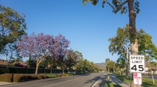 California gli alberi sulle strade valgono più di un miliardo di dollari