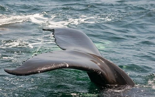 Balene e delfini i loro comportamenti molto simili a quelli umani Perfino nel linguaggio