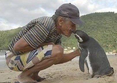 La vera storia del pinguino Dindim che torna ogni anno dalluomo che gli salvò la vita