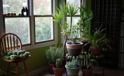 Verde in casa ed inquinamento ad ogni stanza le sue piante