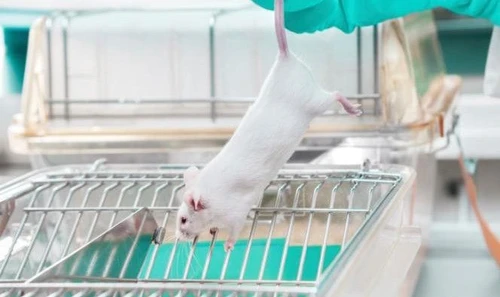 Uccisione di cavie il primo processo in Italia La vivisezione non è una zona franca