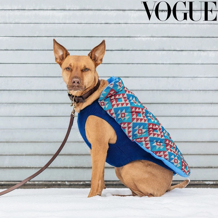 Cani e gatti sempre più fashion ecco lultima frontiera del lusso a 4 zampe