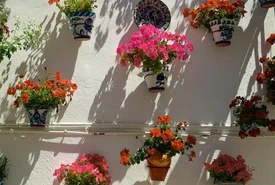 Le 8 piante antizanzare da coltivare sul balcone o in giardino