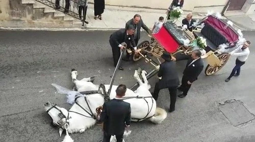Così si uccidono i cavalli Per il divertimento di sposi e turisti