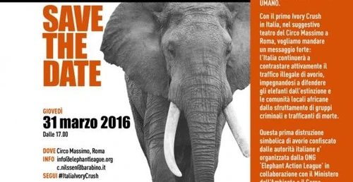 Ivory Crush simbolo della tutela degli elefanti Ma anche orsi e lupi italiani meritano protezione