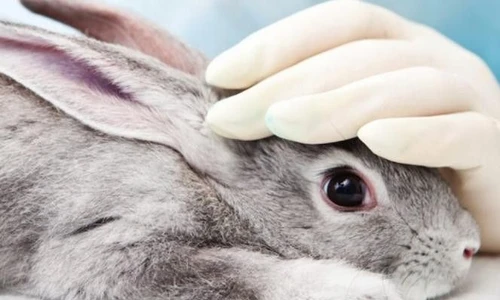 Il Parlamento europeo chiede il divieto mondiale di testare cosmetici sugli animali