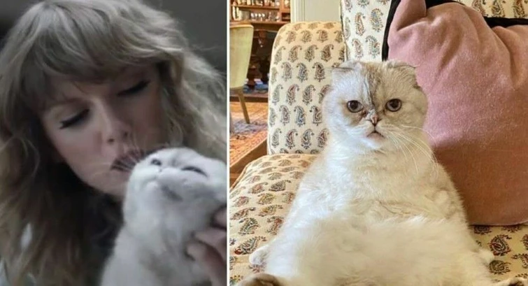 La gatta di Taylor Swift ha un patrimonio di 97 milioni di dollari ma non è lanimale più ricco