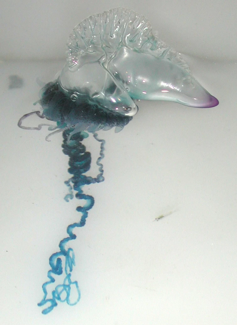Verità e bufale sulle scottature da medusa cosa fare subito dopo il contatto urticante