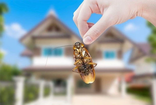 Liberarsi degli insetti molesti nemici della casa e delligiene