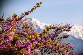 Profumo di primavera da vivere fra montagna e fioriture vista mare gli itinerari migliori della stagione