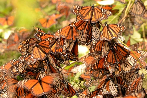 Farfalle Monarca dallevamento incapaci di orientarsi nuovi guai per la specie già a rischio di estinzione