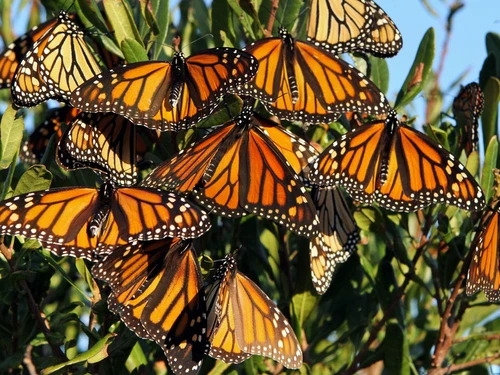 Farfalle Monarca dallevamento incapaci di orientarsi nuovi guai per la specie già a rischio di estinzione