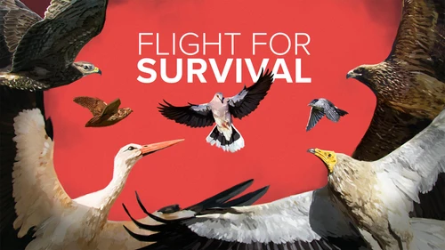 Flight for Survival uccelli migratori in fuga per la vita