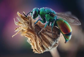 Veleno di insetti e rischio anafilattico La guida per proteggersi