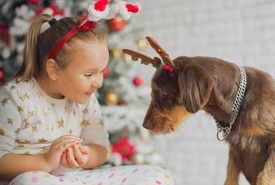 Botti di Capodanno cinque consigli per proteggere cani e gatti