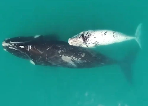 Avvistato un rarissimo cucciolo di balena bianca lincredibile video