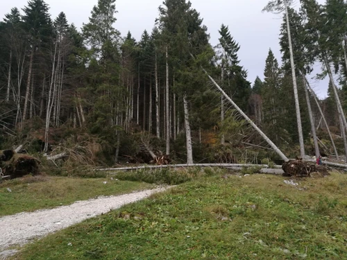 Le foreste del Nord Italia dopo la tempesta la ripresa possibile