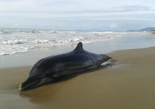 Strage di delfini in Toscana  dall inizio dellanno salgono a 40 gli esemplari di tursiope spiaggiati
