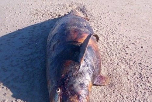 Non si ferma la misteriosa moria di delfini in Toscana 17 i tursiopi spiaggiati