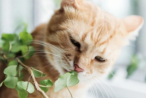 I gatti non mangiano lerba per curarsi lo fanno per un altro motivo