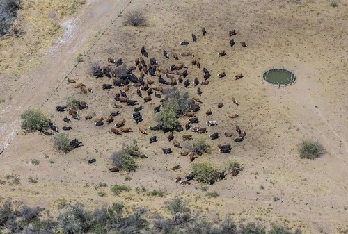 Sfruttamento del suolo per la produzione di carne a rischio la seconda foresta del Sud America