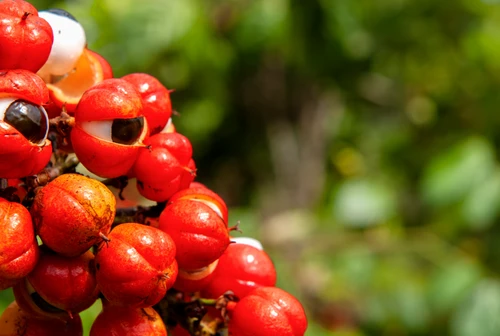 Potente bruciagrassi ed efficace energizzante il guaranà tra benefici e problemi