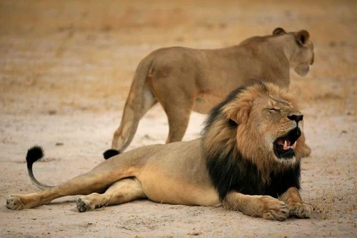 Il Re Leone e la triste verità sui felini veri tra 25 anni non ci sarà alcun Simba da raccontare