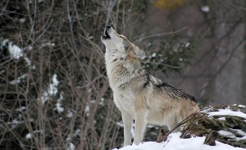Il ritorno del lupo in Italia il predatore che non tutti gradiscono