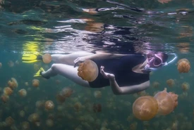 Verità e bufale sulle scottature da medusa cosa fare subito dopo il contatto urticante