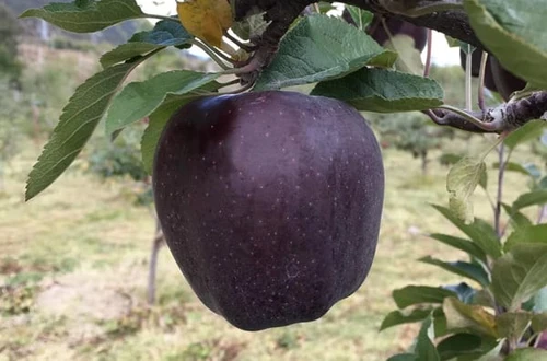 La mela nera un frutto tra i più cari al mondo che arriva dal Tibet Il prezzo al chilo è per nababbi