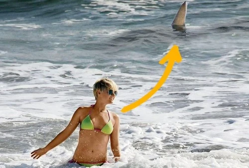 La modella nuota a pochi metri dallo squalo ma non si accorge di nulla
