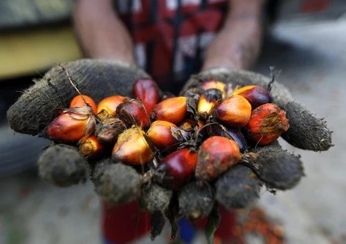 Olio di palma il rischio tossicità sta nella raffinazione ma i sostituti non sono molto meglio