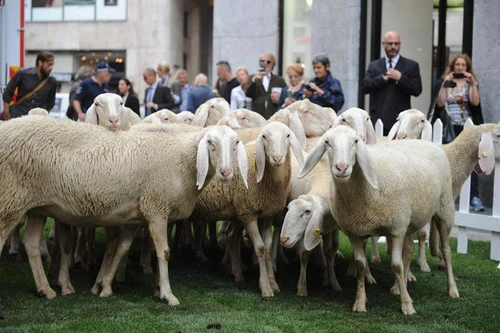 La consorte scappa con lamante marito risarcito con 71 pecore