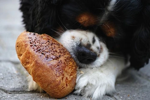 Cibo per animali come si leggono le etichette