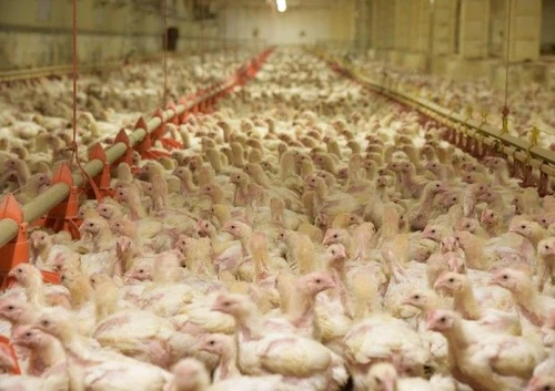 I lager dei polli animali malati e presi a calci nel video shock girato negli allevamenti