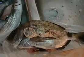 Un profilattico nella pancia di un pesce la disgustosa prova di come il mare muore