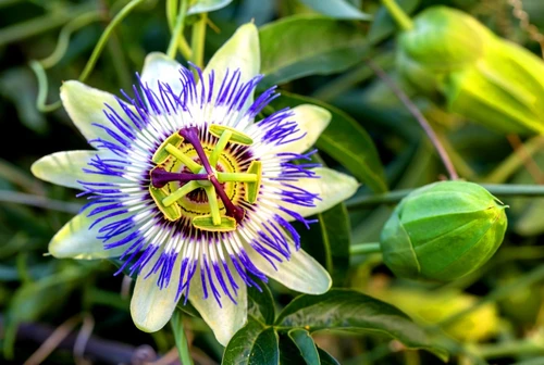 Vampate di calore addio la passiflora come alternativa alla terapia ormonale in menopausa