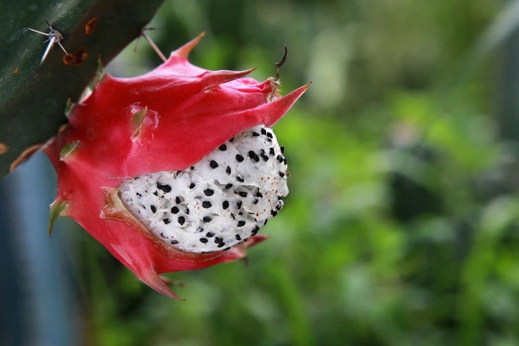 Pitaya ecco lincredibile frutto del drago