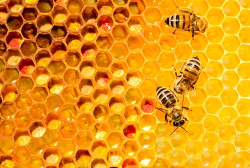 Il miele fa bene o fa male Quello che cè da sapere sul nettare degli dei quanto se ne può consumare al massimo al giorno