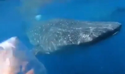 Mare invaso dalla plastica il gesto damore di una biologa marina evita pasto letale allo squalo balena