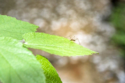 Rimedi contro le zanzare le piante repellenti e gli oli essenziali che funzionano davvero