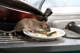 Topi e ratti in casa soluzioni per liberarsene