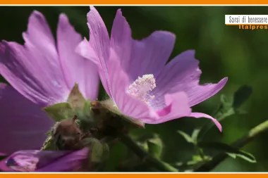 Sorsi di Benessere - Una tisana rilassante e salutare con la malva