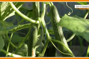 Sorsi di Benessere - Il cetriolo è poco digeribile? Ecco perché